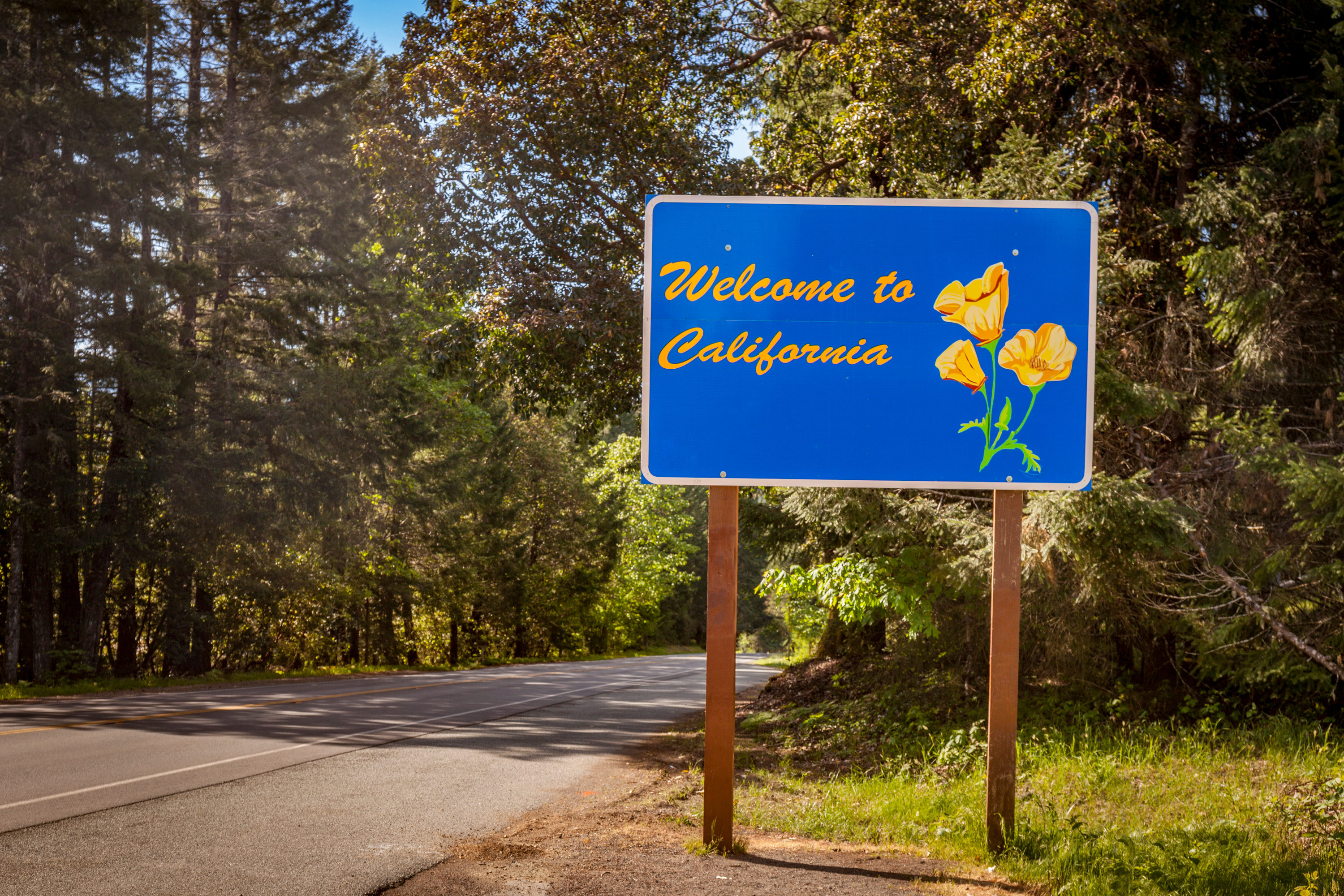 Image is of a blue sign with the words Welcome to California in gold letters and golden poppies on it. The sign is beside a road leading into a redwood forest.